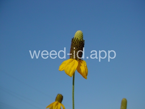 coneflower, upright prairie